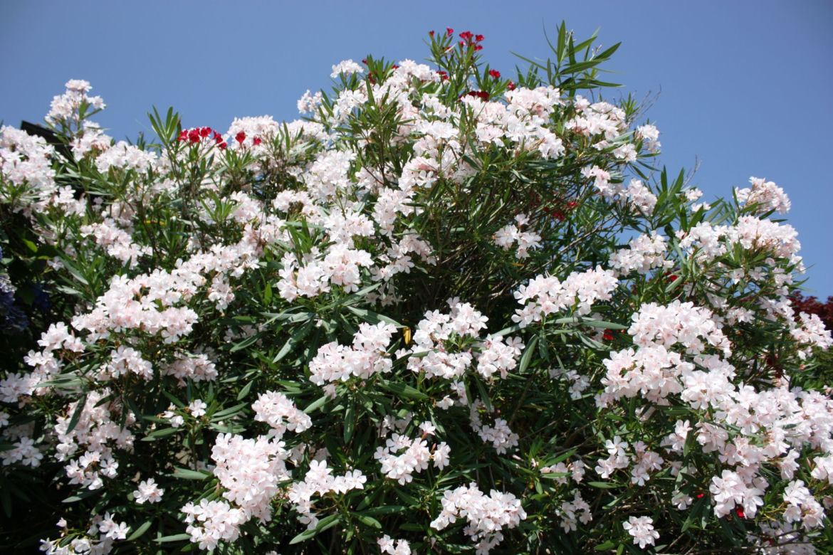 Biały oleander
