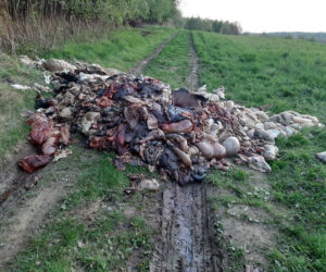 Odcięte głowy, skóry i wnętrzności. OBRZYDLIWE znalezisko w Barcicach!