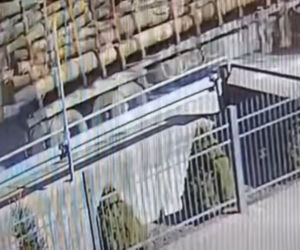 Potężna kłoda drewna runęła przed wejście do szkoły. Kierowca ciężarówki nawet tego nie zauważył