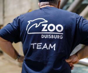 Przyjechały z Niemiec, by dołączyć do poznańskiego stada. Trzy słonice są już w zoo
