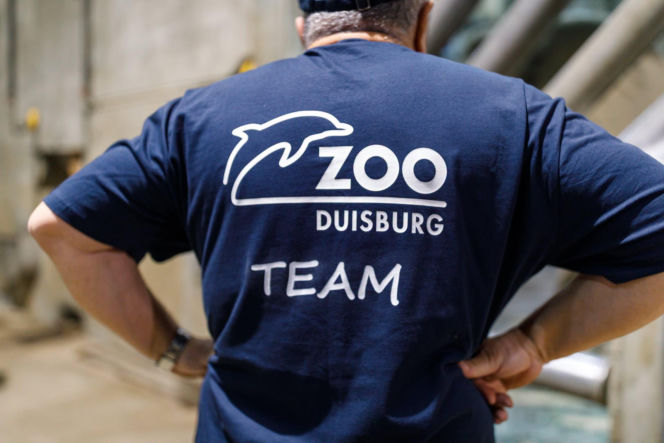 Przyjechały z Niemiec, by dołączyć do poznańskiego stada. Trzy słonice są już w zoo