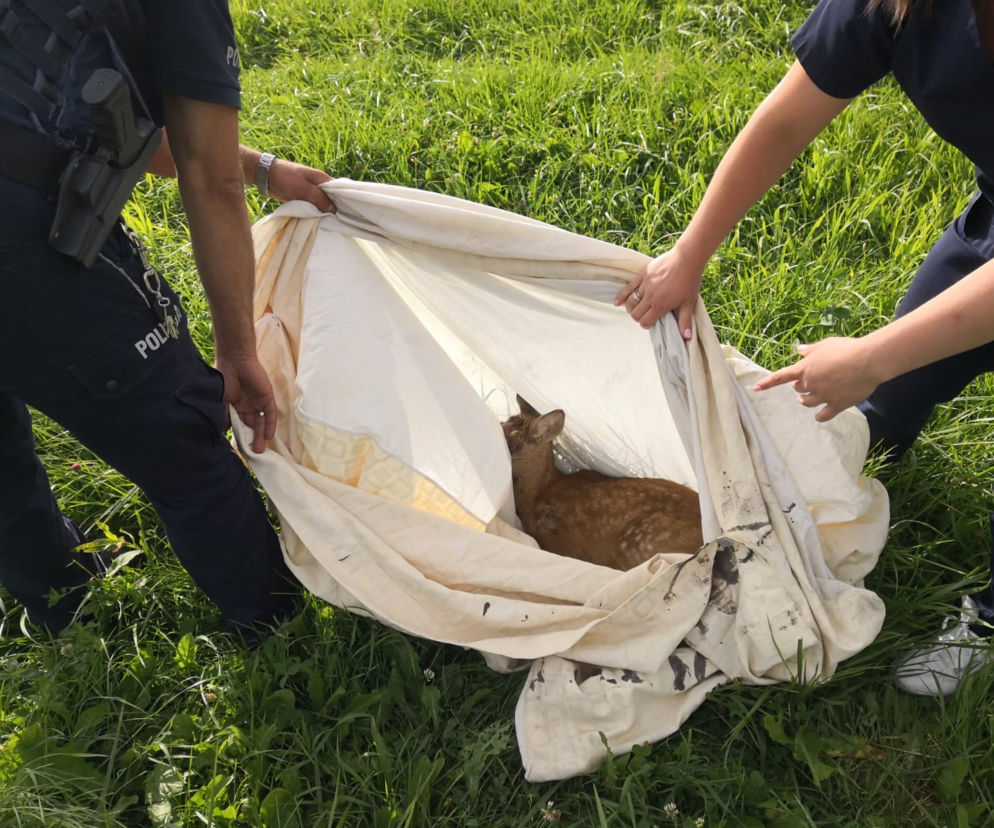 Mała sarna utknęła na posesji. Musiała przyjechać policja