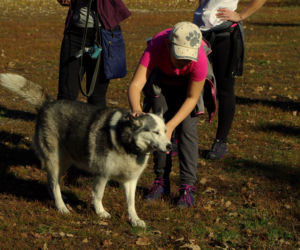 Husky opanowały Psi Park! [GALERIA]