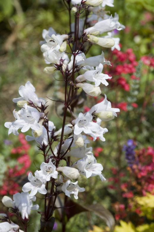 Penstemon