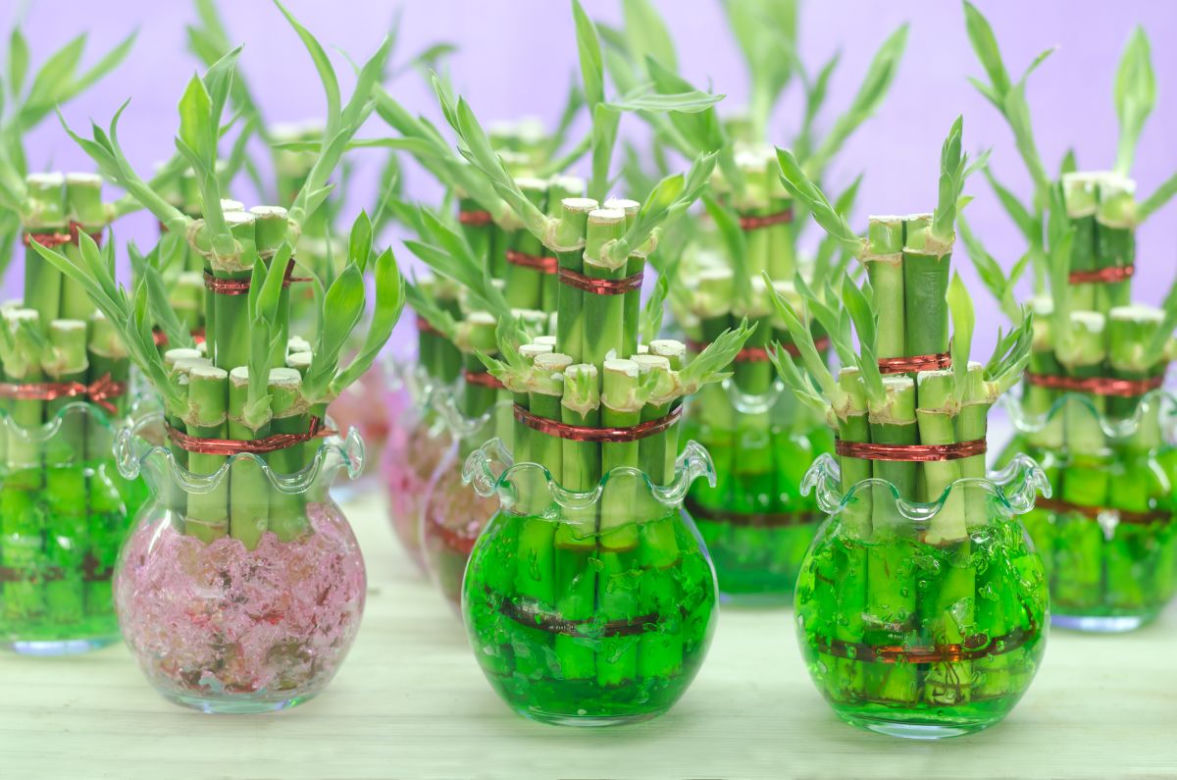 Dracena Lucky Bamboo