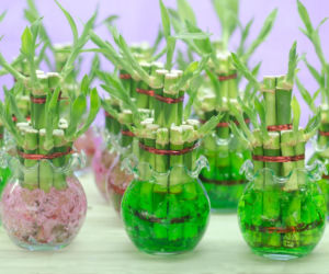 Dracena Lucky Bamboo