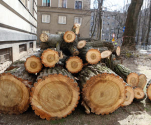 Wycinka drzew w Warszawie