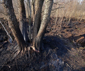 Biebrzański Park Narodowy UGASZONY. Zobacz, jakie zniszczenia spowodował ogień