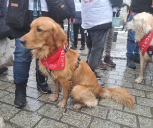 34. finał WOŚP w Krakowie. Golden Retrievery na Rynku Głównym
