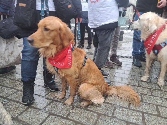 34. finał WOŚP w Krakowie. Golden Retrievery na Rynku Głównym