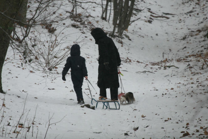 Marta Kaczyńska z synem i psami na sankach w lesie