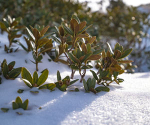 Rododendron
