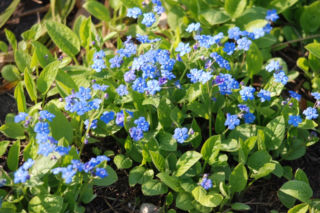 Ułudka wiosenna - Omphalodes verna