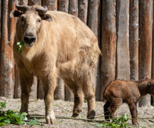 Nowi mieszkańcy wrocławskiego zoo