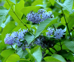 Nie tyko kwiecień plecień. Tak przepowiadały przyszłość nasze babki! Te kwietniowe przysłowia mogą zaskoczyć