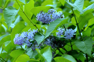 Nie tyko kwiecień plecień. Tak przepowiadały przyszłość nasze babki! Te kwietniowe przysłowia mogą zaskoczyć