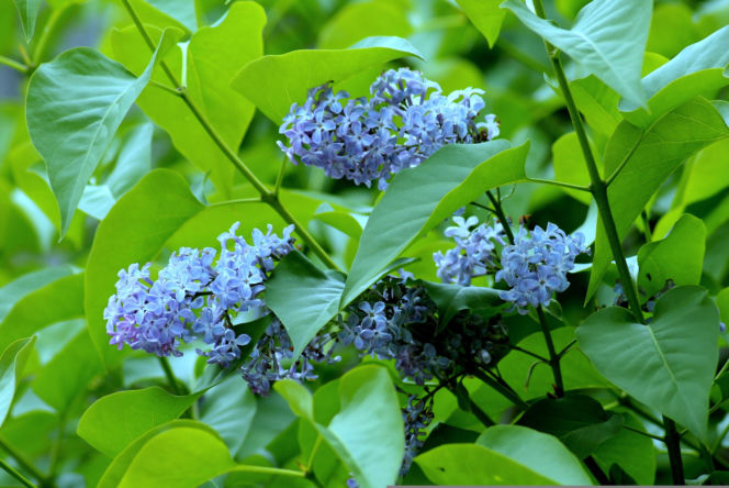 Nie tyko "kwiecień plecień". Tak przepowiadały przyszłość nasze babki! Te kwietniowe przysłowia mogą zaskoczyć