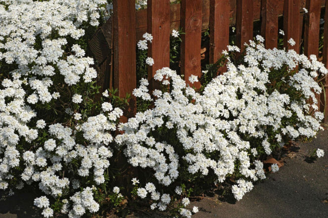 Ubiorek wiecznie zielony