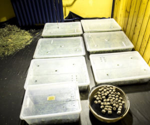 Chińska plantacja marihuany pod Piasecznem: Towar wart 3,5 mln zł!