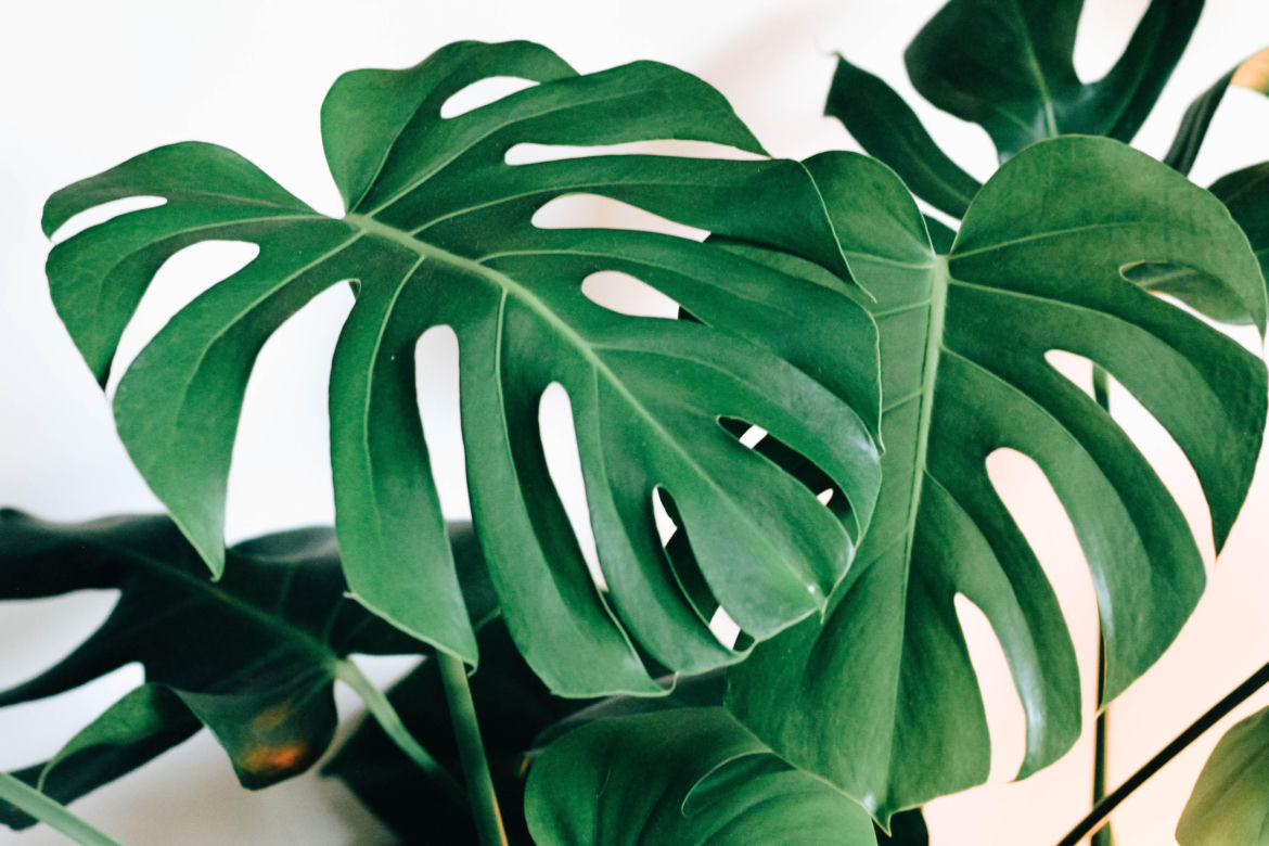 Monstera dziurawa (monstera deliciosa)