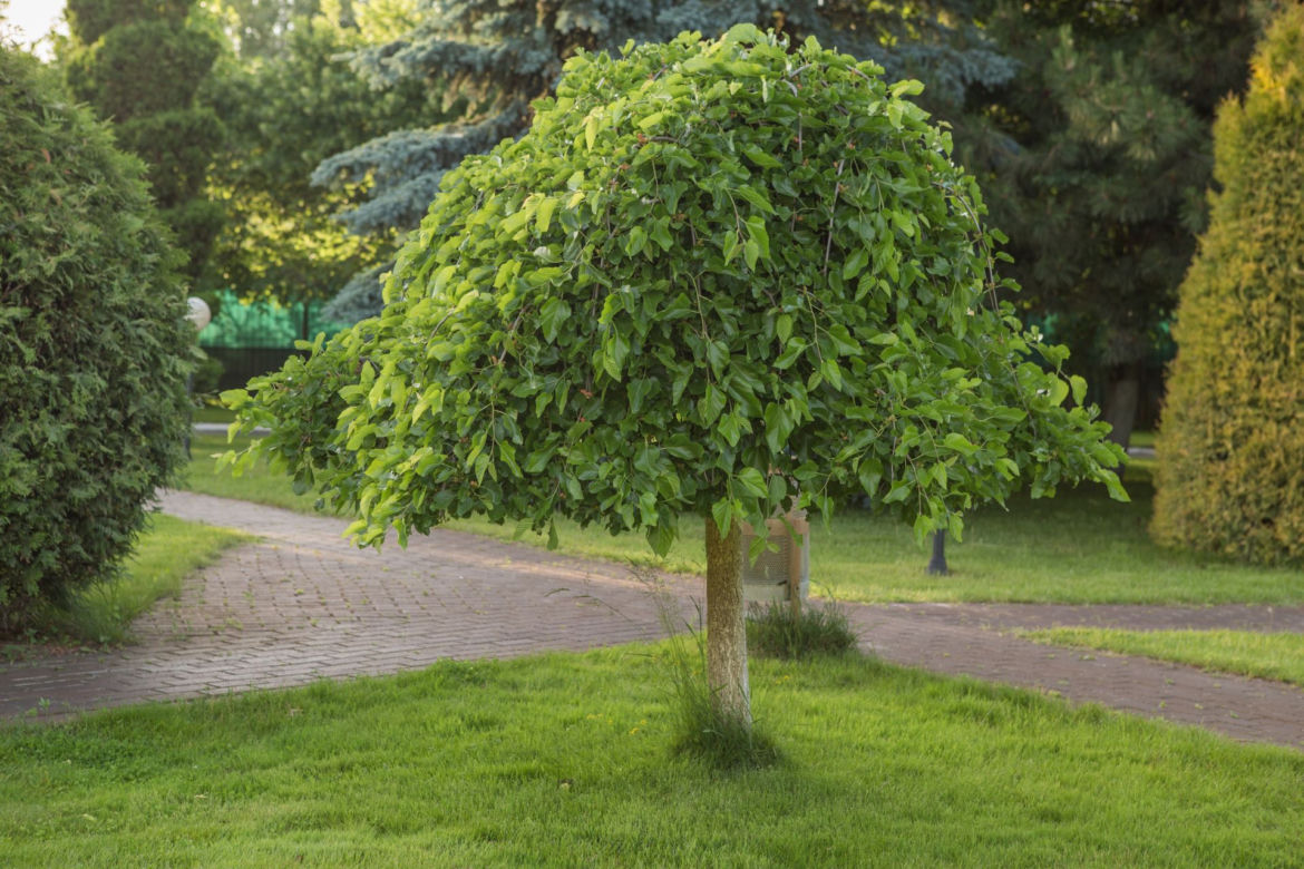 Morwa biała ‘Pendula’ 