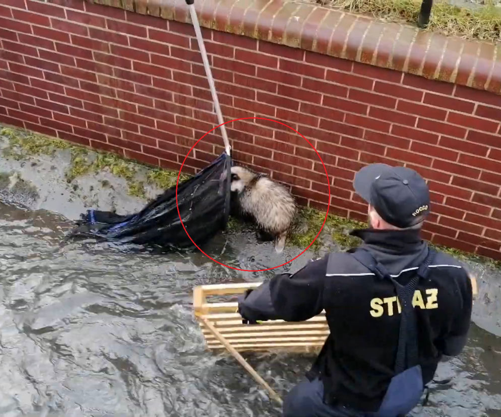 Gdańsk: BORSUK uwięziony w potoku Strzyża! Zobacz WIDEO z akcji ratunkowej