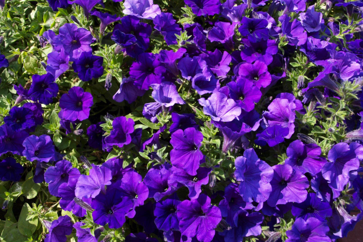 Supertunia