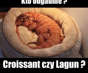 Krakowski lagun to prawdziwy FENOMEN! [MEMY]