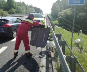 Policjanci eskortowali łabędzie
