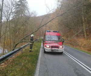 Bóbr powalił drzewo na jezdnię