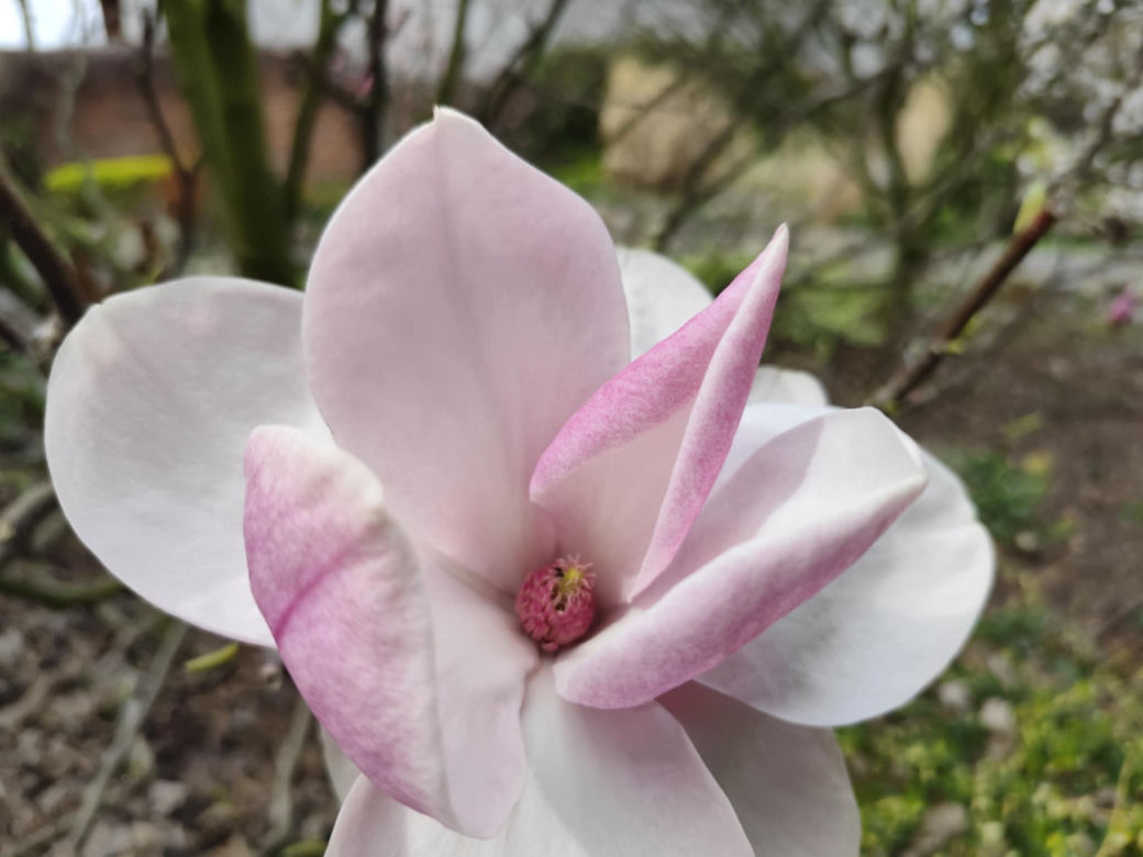 Magnolie - królowe ogrodów i skwerów 