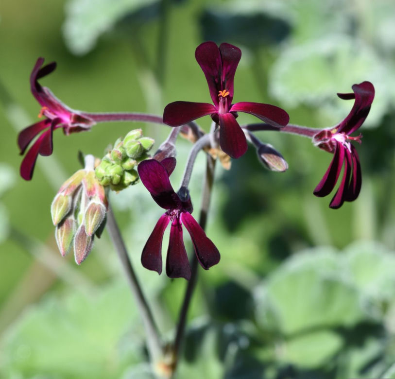 Pelargonia afrykańska