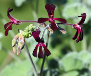 Pelargonia afrykańska