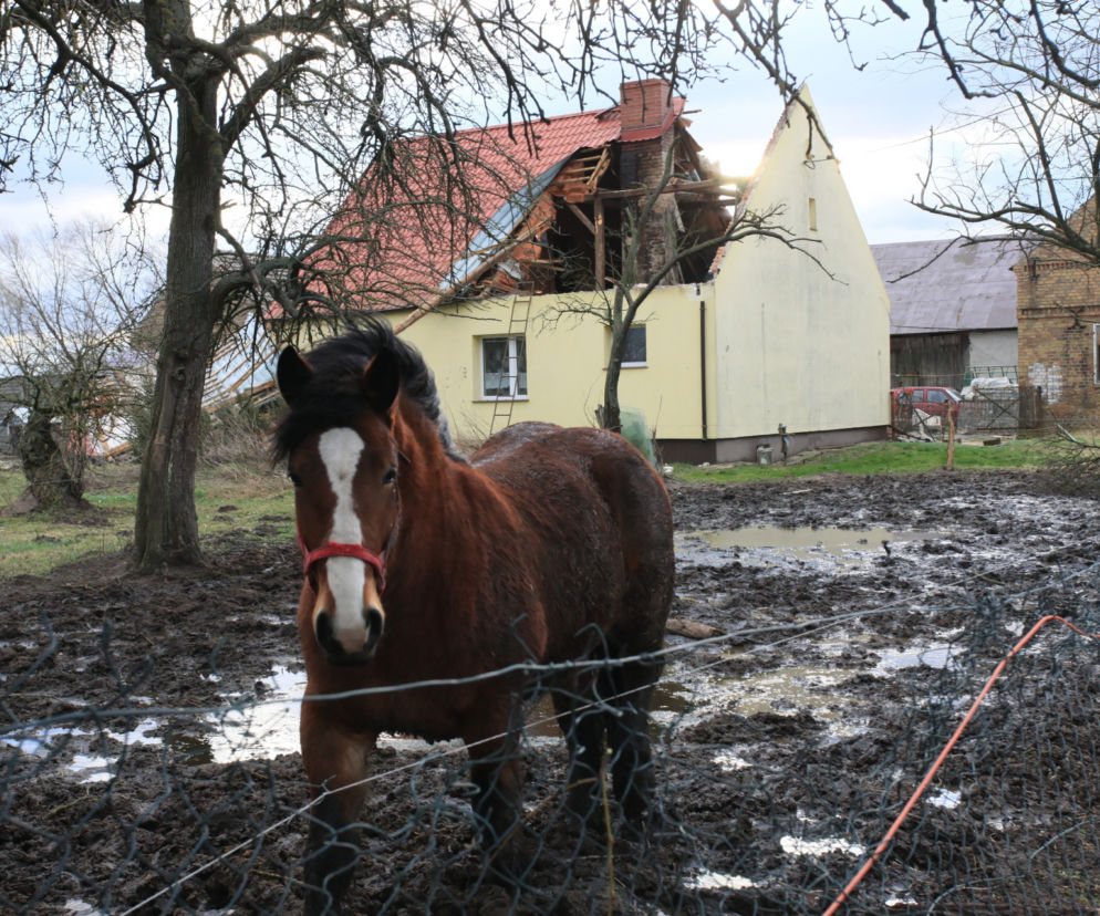 Niż Eunice sieje spustoszenie. Dramatyczne skutki wichury w Polsce