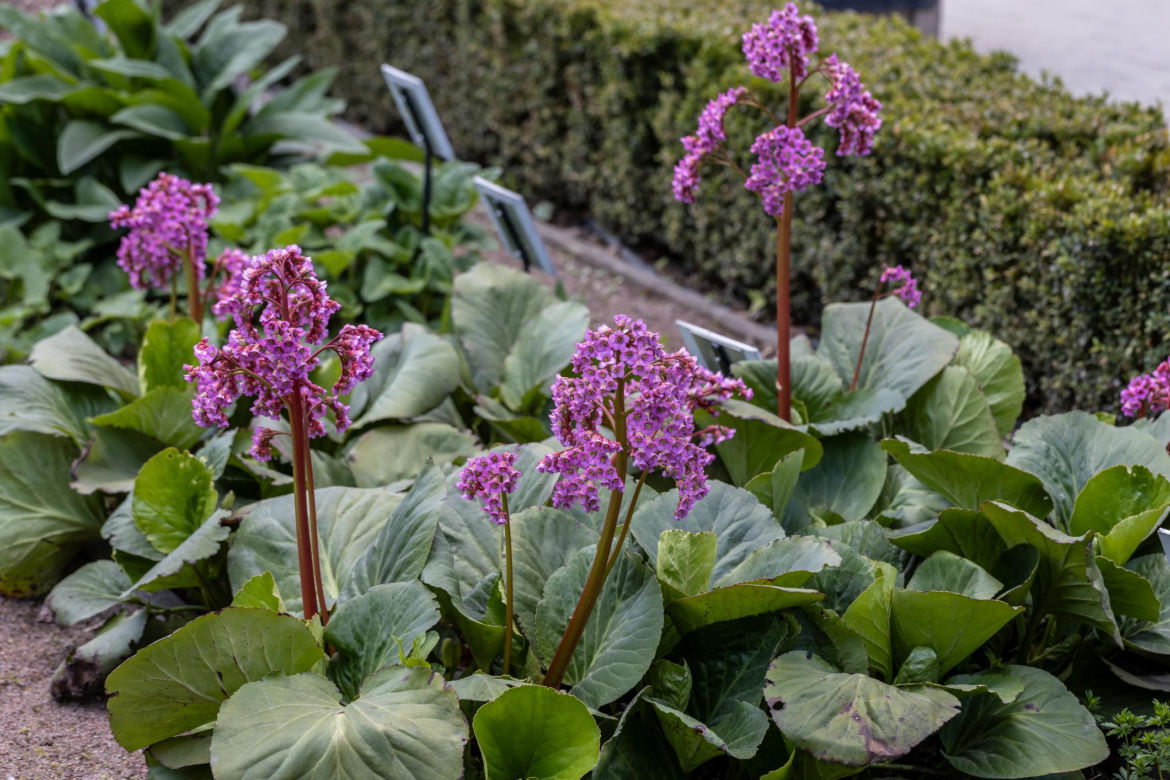 Bergenia Crassifolia 