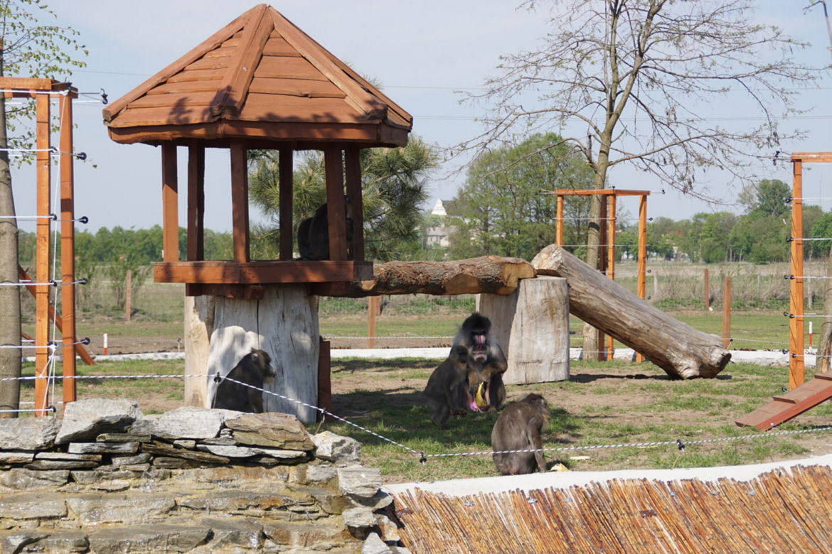 Pożar Zoo Safari w Borysewie! Kilkadziesiąt zwierząt zginęło