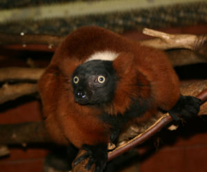 Lemur