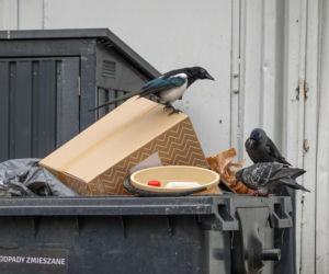 Ulgi za śmieci dla seniorów już działają. Kto może płacić nawet o połowę mniej?