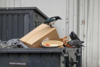 Ulgi za śmieci dla seniorów już działają w różnych miejscach kraju. Kto może płacić nawet o połowę mniej?