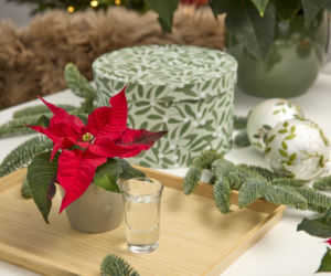 Najpiękniejsze dekoracje świąteczne z poinsecją w roli głównej