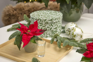 Najpiękniejsze dekoracje świąteczne z poinsecją w roli głównej