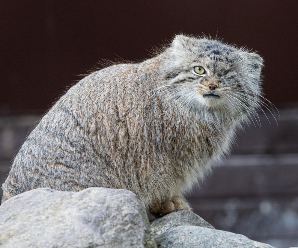 Manul Bożenka szuka doznań na wolności. Dzika kotka uciekła z poznańskiego zoo