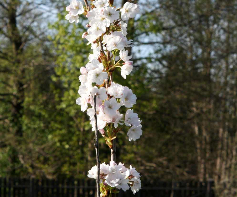 Wiśnia piłkowana 'Amanogawa'