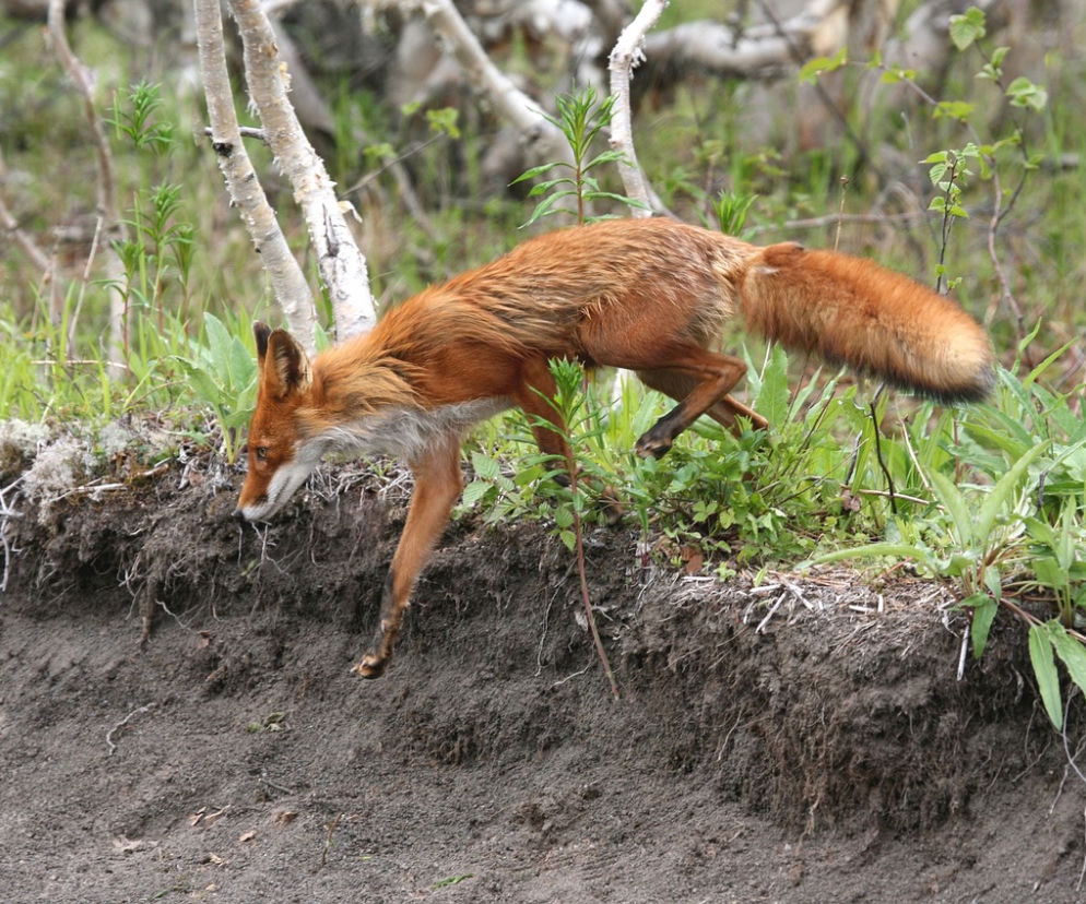 Zdjęcie poglądowe