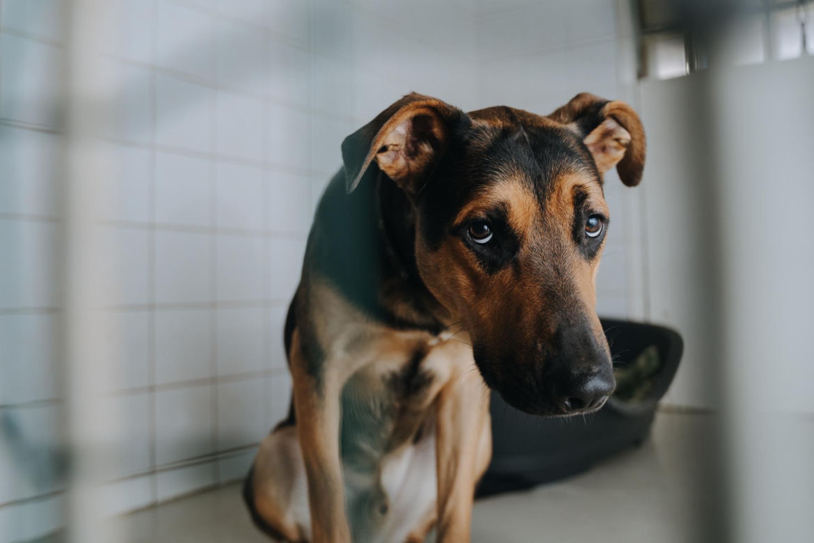 „Maszynka do mielenia mięsa i pałki z krwią”. Kulisy zamknięcia schroniska „Happy Dog”. Co dalej?