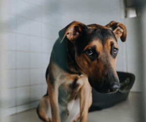 „Maszynka do mielenia mięsa i pałki z krwią”. Kulisy zamknięcia schroniska „Happy Dog”. Co dalej?