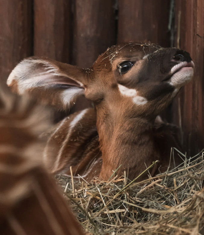 Cud narodzin w Warszawskim ZOO. Na świat przyszła piękna Bogini
