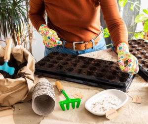 Wysiew nasion na rozsadę