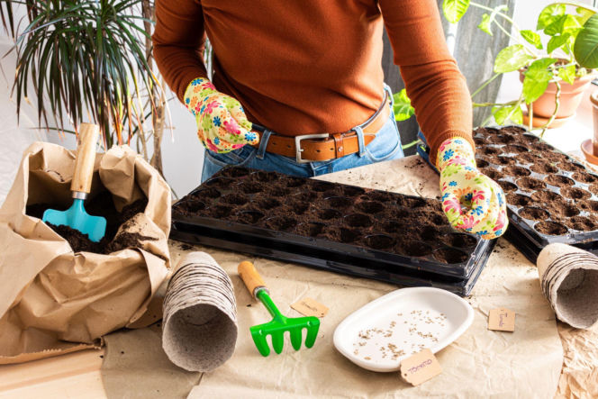 Wysiew nasion na rozsadę