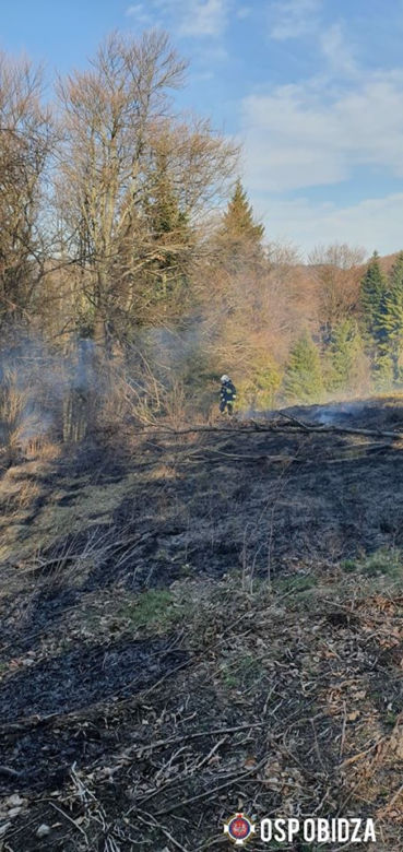 Strażacy uratowali las przed płomieniami. Pożar wybuchł tuż obok drzew!